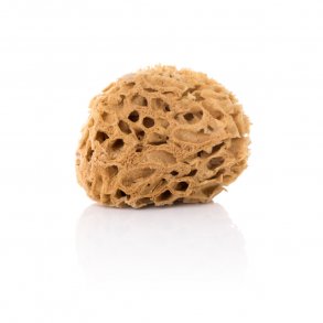 Natursvamp – Honeycomb